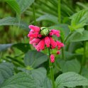 Salvia oxyphora (6)